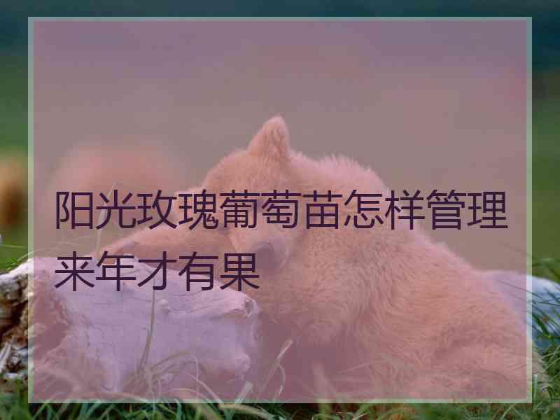 阳光玫瑰葡萄苗怎样管理来年才有果