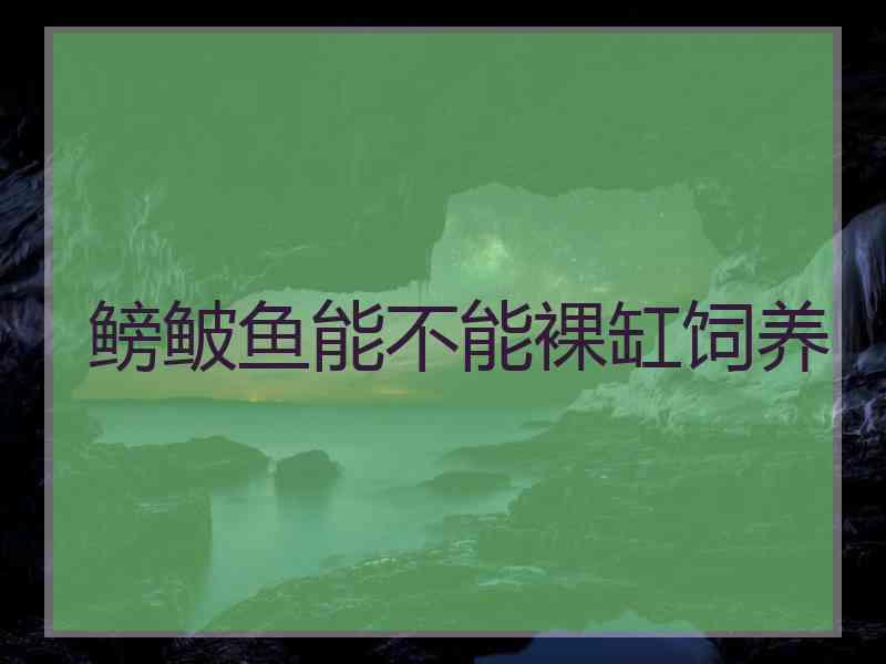 鳑鲏鱼能不能裸缸饲养