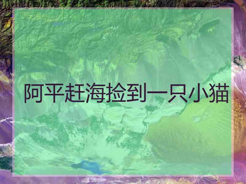 阿平赶海捡到一只小猫