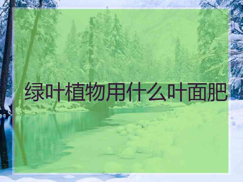 绿叶植物用什么叶面肥