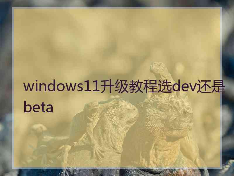 windows11升级教程选dev还是beta