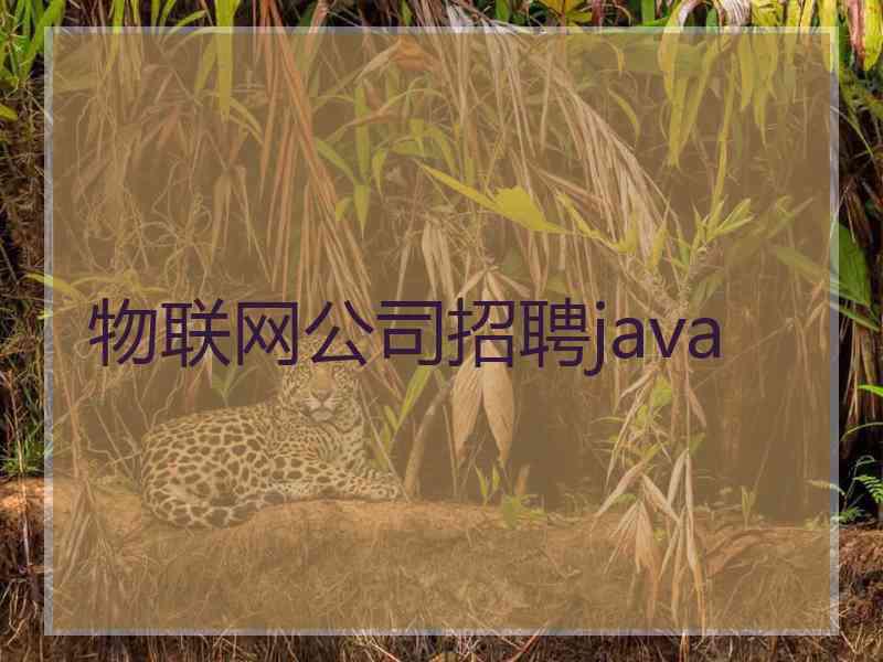 物联网公司招聘java