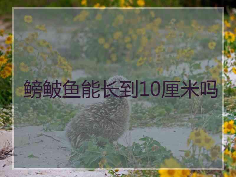 鳑鲏鱼能长到10厘米吗