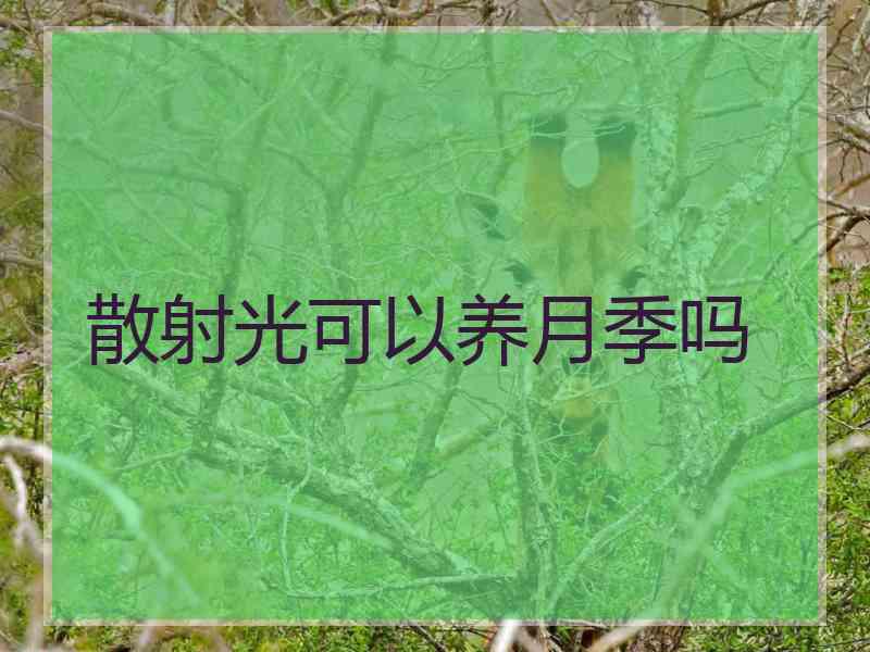 散射光可以养月季吗