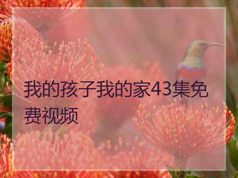 我的孩子我的家43集免费视频