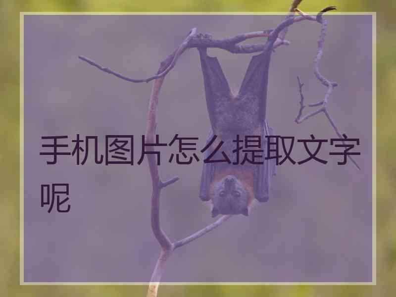 手机图片怎么提取文字呢