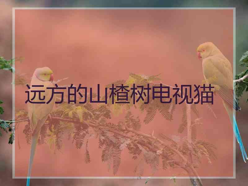 远方的山楂树电视猫