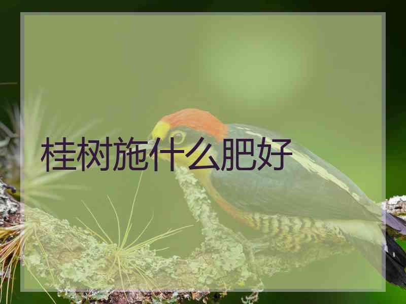 桂树施什么肥好