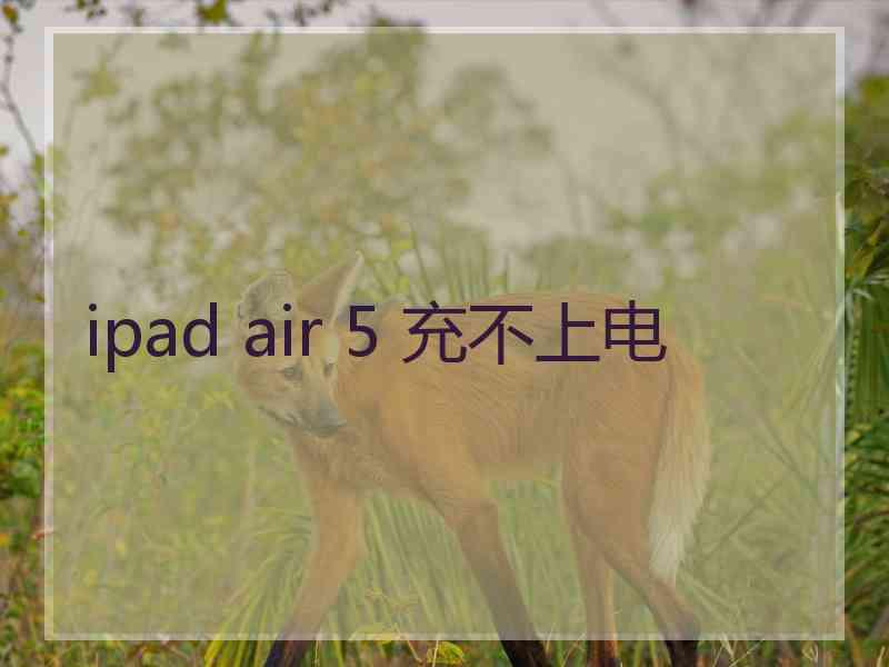 ipad air 5 充不上电