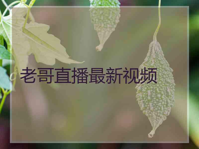 老哥直播最新视频