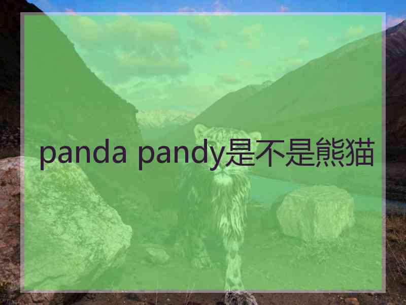 panda pandy是不是熊猫