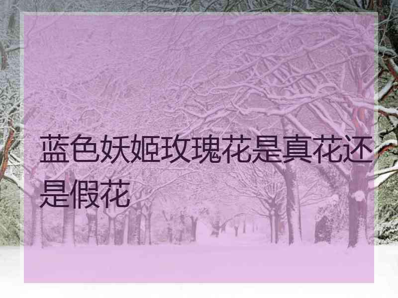 蓝色妖姬玫瑰花是真花还是假花