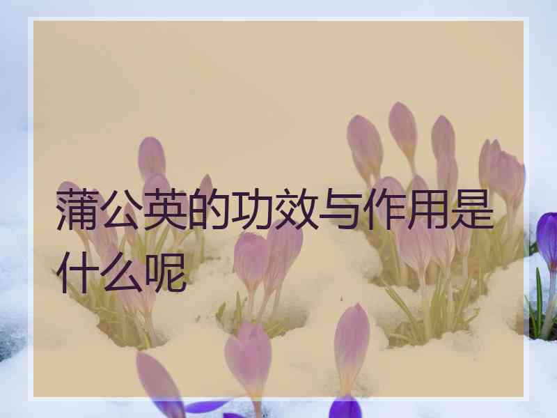 蒲公英的功效与作用是什么呢