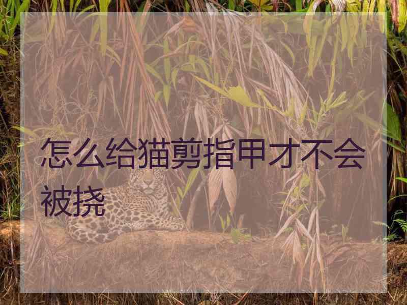 怎么给猫剪指甲才不会被挠