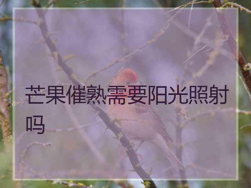 芒果催熟需要阳光照射吗