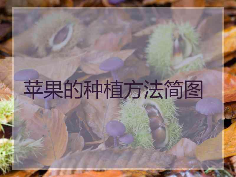 苹果的种植方法简图