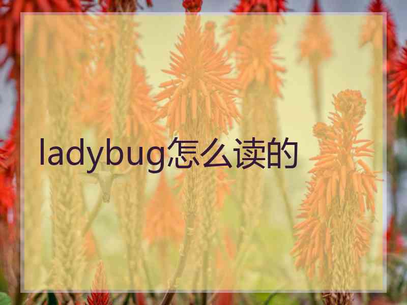 ladybug怎么读的