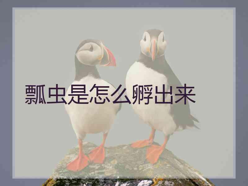 瓢虫是怎么孵出来