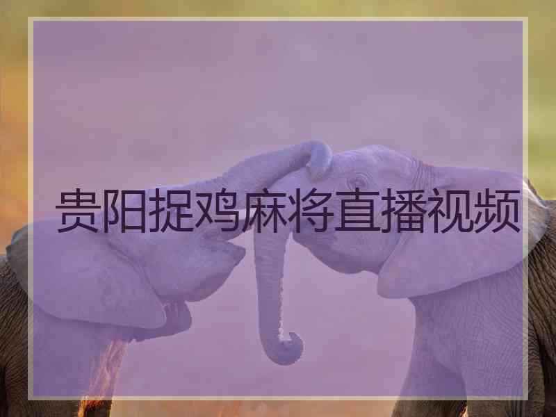 贵阳捉鸡麻将直播视频