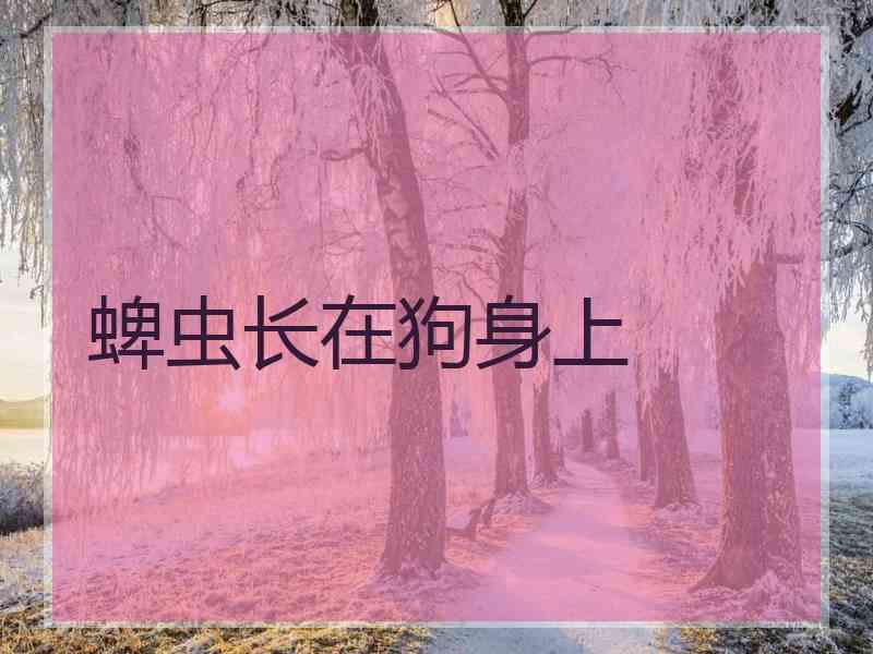 蜱虫长在狗身上