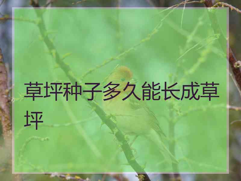 草坪种子多久能长成草坪