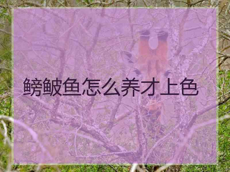 鳑鲏鱼怎么养才上色