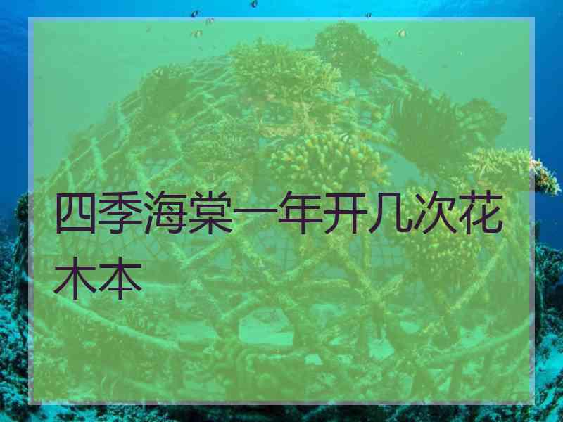 四季海棠一年开几次花木本