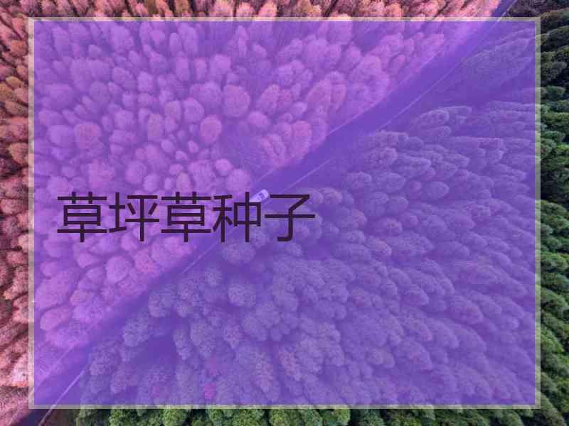 草坪草种子