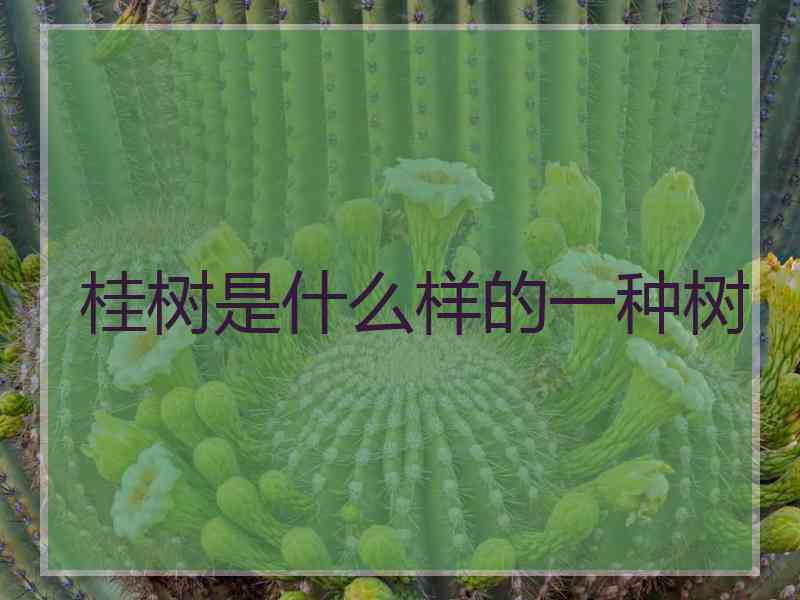 桂树是什么样的一种树