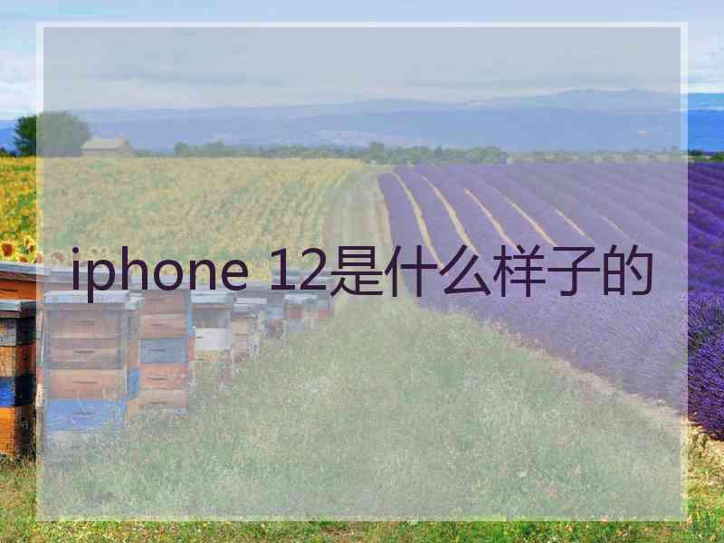 iphone 12是什么样子的