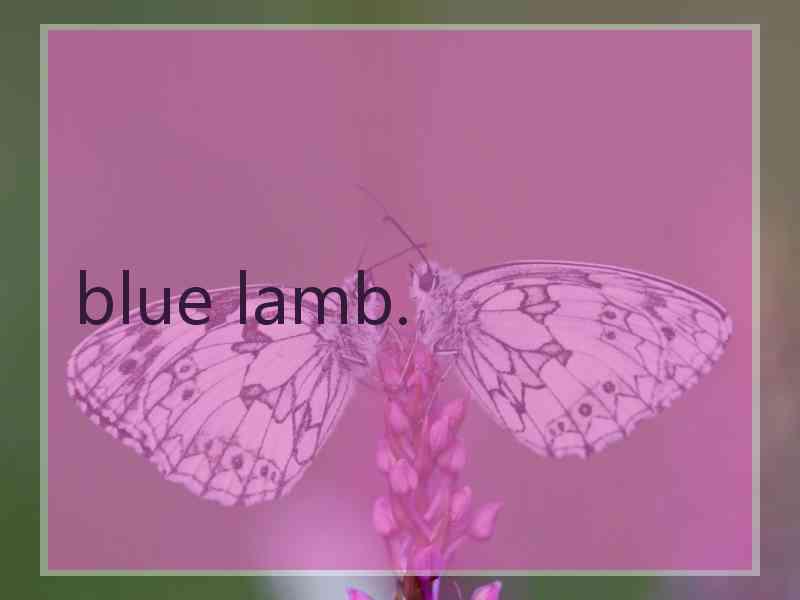 blue lamb.