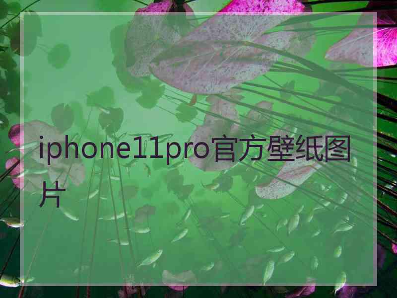 iphone11pro官方壁纸图片