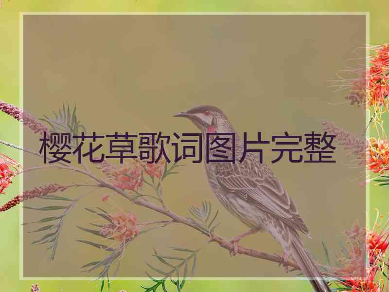 樱花草歌词图片完整