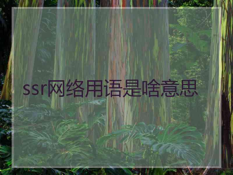 ssr网络用语是啥意思