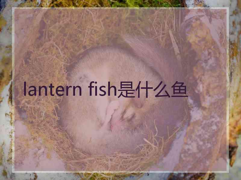 lantern fish是什么鱼