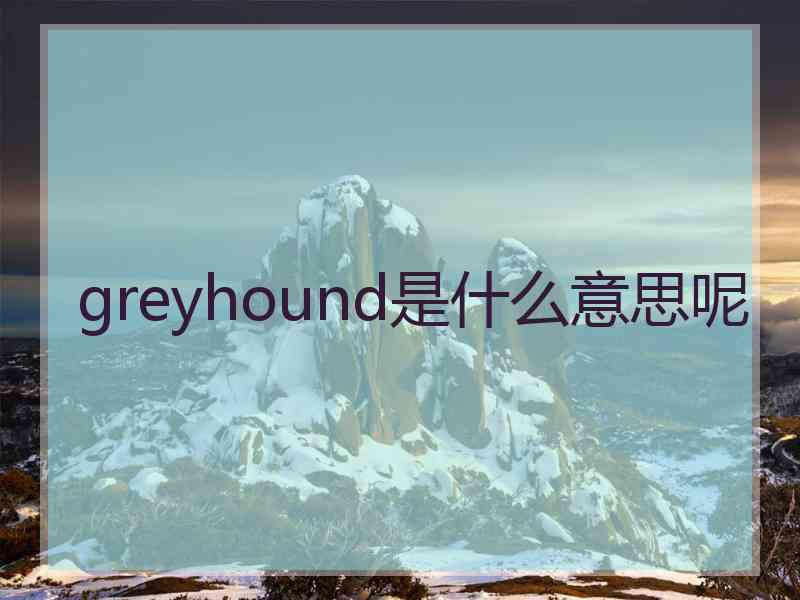 greyhound是什么意思呢