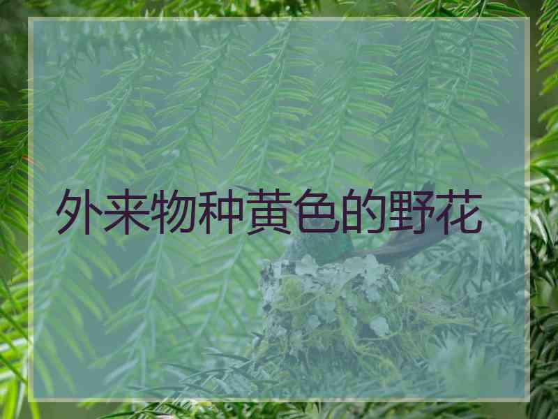 外来物种黄色的野花