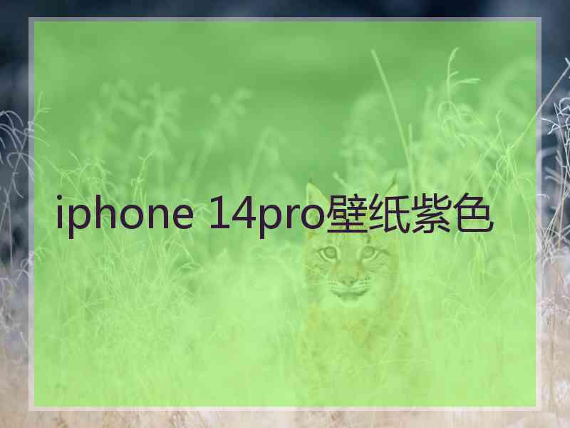 iphone 14pro壁纸紫色