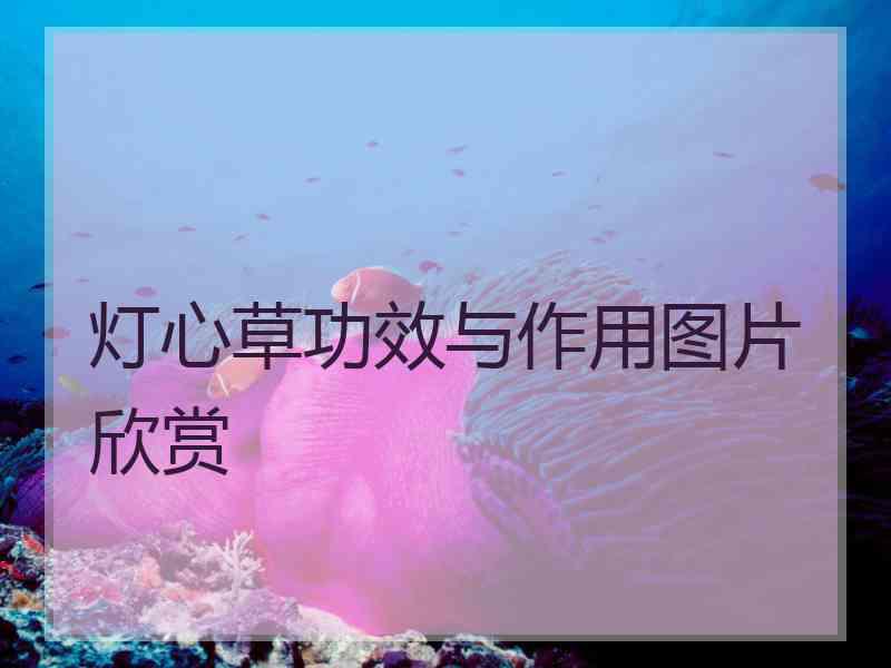 灯心草功效与作用图片欣赏