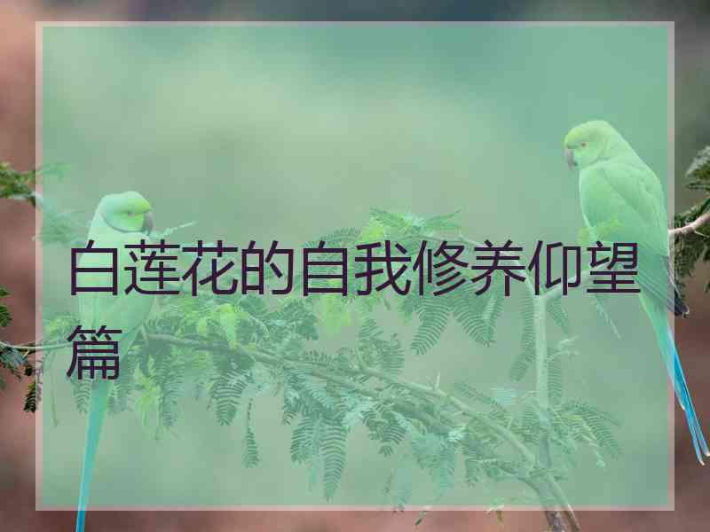 白莲花的自我修养仰望篇