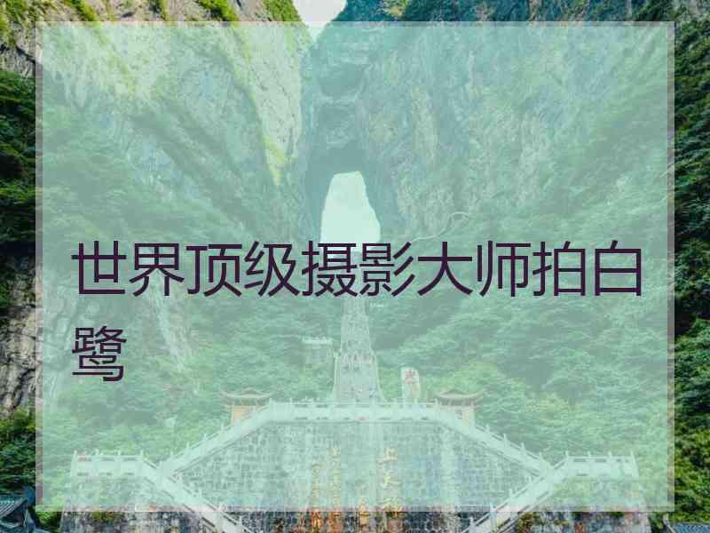 世界顶级摄影大师拍白鹭