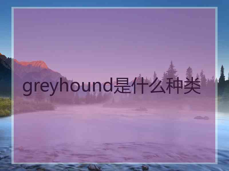 greyhound是什么种类