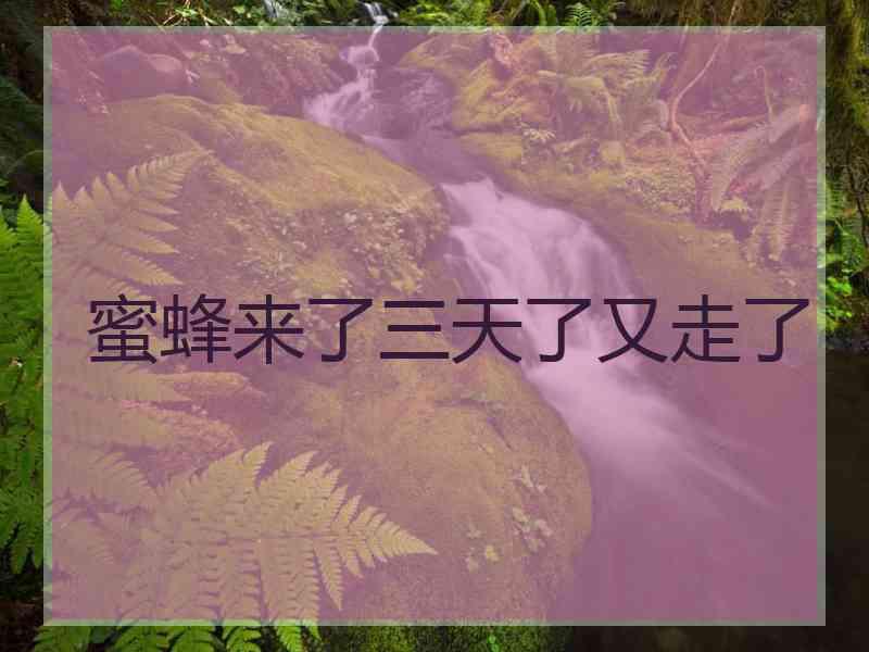 蜜蜂来了三天了又走了