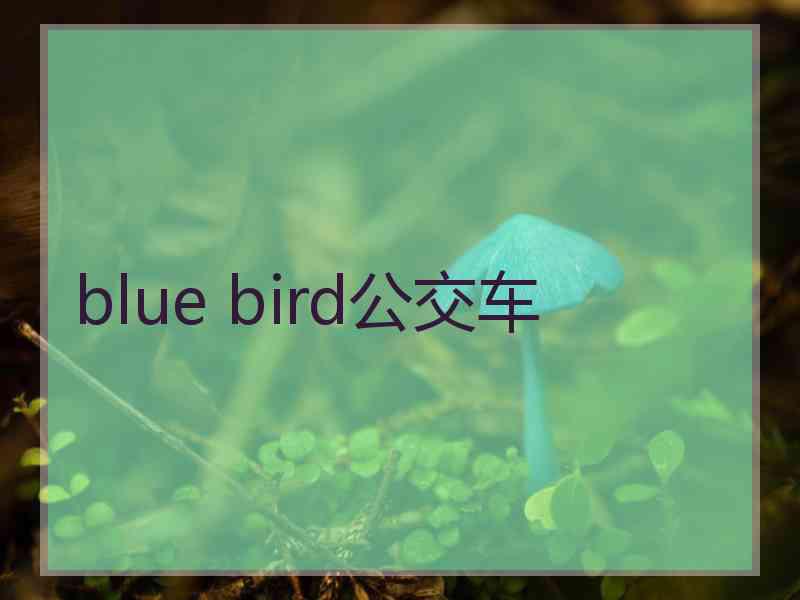 blue bird公交车