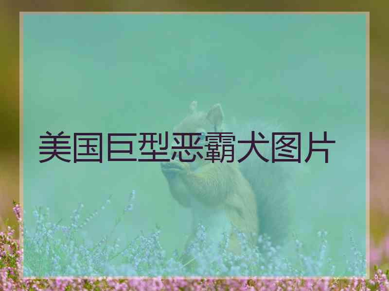 美国巨型恶霸犬图片