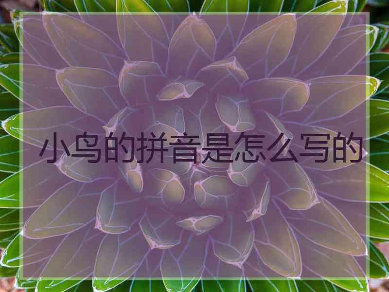 小鸟的拼音是怎么写的