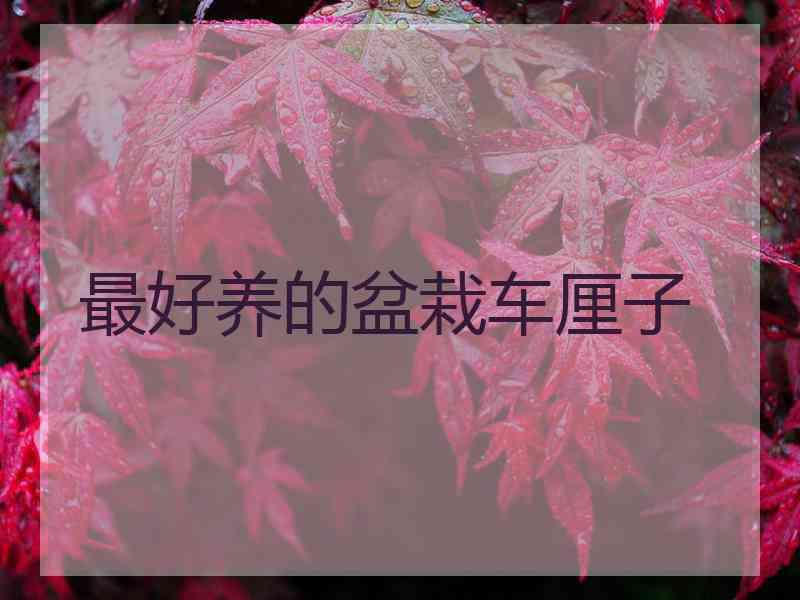 最好养的盆栽车厘子