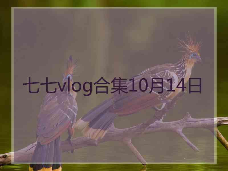 七七vlog合集10月14日