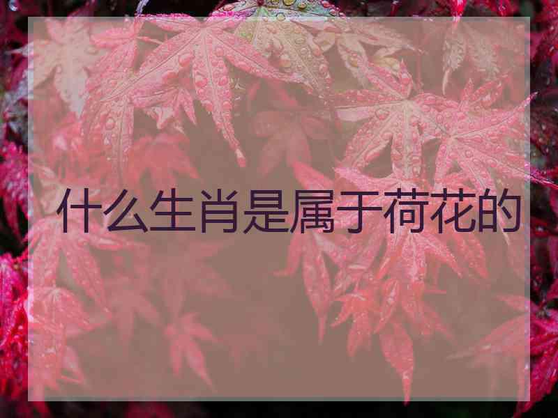 什么生肖是属于荷花的