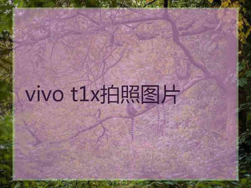 vivo t1x拍照图片